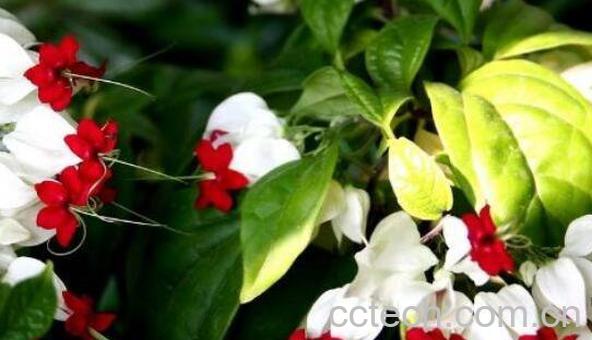 龙吐珠怎么养 龙吐珠修剪示意图-1