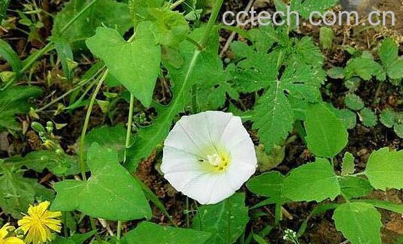 打碗花图片 打碗花的养殖方法和技巧-0