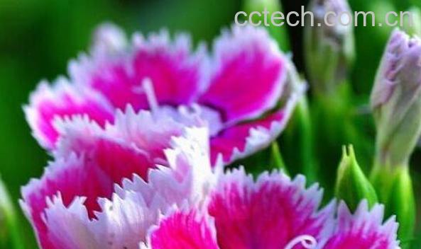 五彩石竹种子怎么种 五彩石竹种子种植方法-0