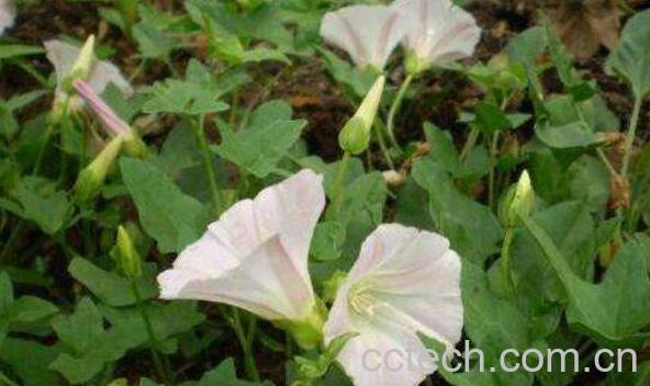 打碗花图片 打碗花的养殖方法和技巧-1