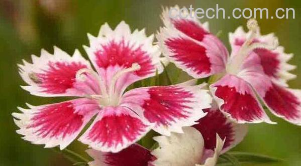 五彩石竹种子怎么种 五彩石竹种子种植方法-1