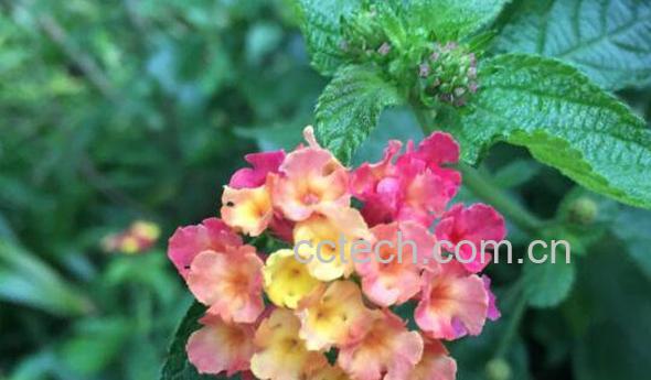 五彩梅的养殖方法和注意事项 五彩梅有毒吗-0