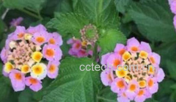 变色梅的养殖方法与注意事项-0