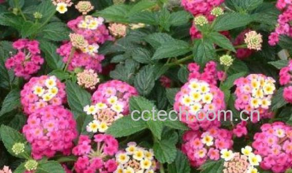 变色梅的养殖方法与注意事项-1