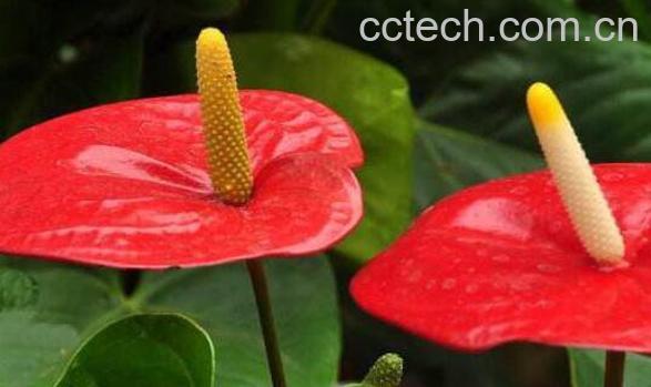  火鹤怎么养殖 火鹤的养殖方法-0