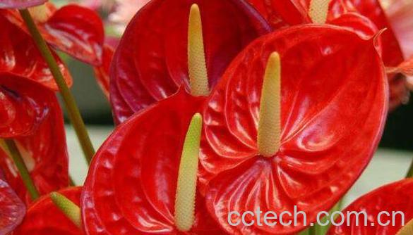  火鹤怎么养殖 火鹤的养殖方法-1