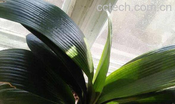  君子兰怎么养 君子兰烂根怎么处理-0