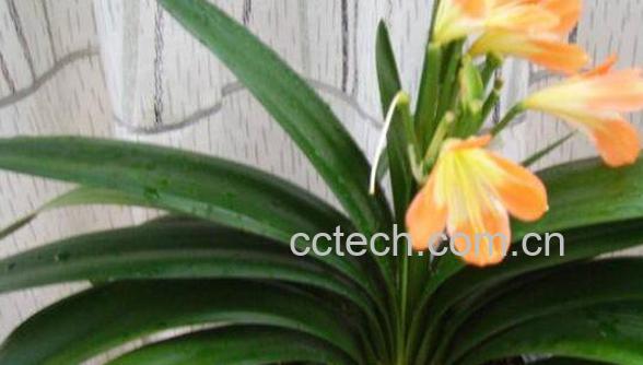  君子兰怎么养 君子兰烂根怎么处理-1