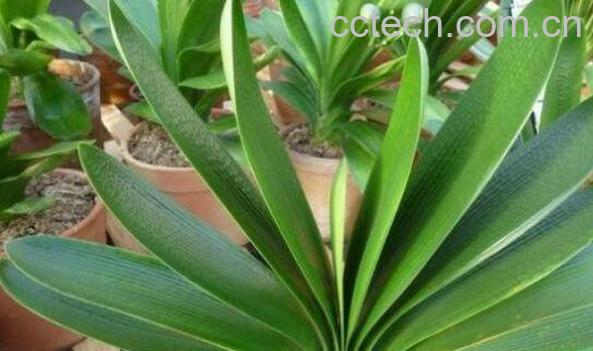 君子兰叶子发黄怎么办 君子兰黄叶子什么原因-1