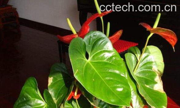 红掌怎么养 红掌的养殖方法和注意事项-1