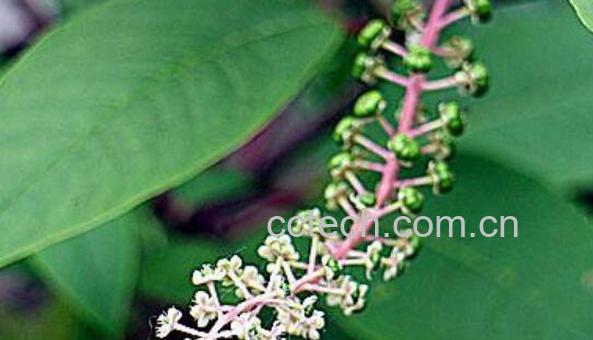 中药商陆花有什么用 商陆花的功效与作用-1