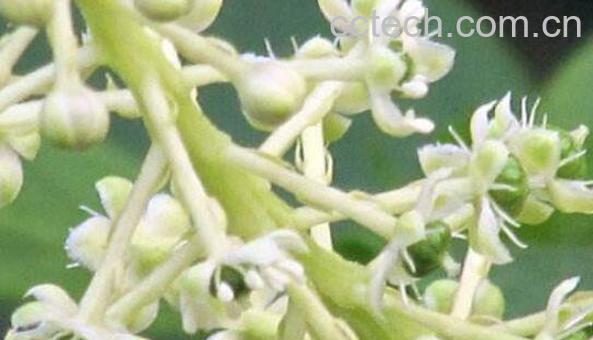 中药商陆花有什么用 商陆花的功效与作用-0