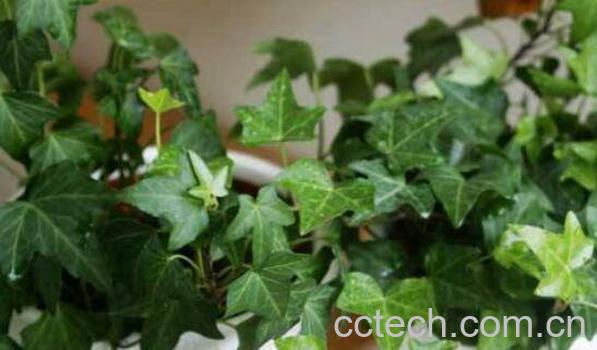 常青藤怎么养殖 常青藤的养殖方法-0