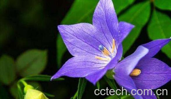 桔梗花花语 桔梗花怎么养 桔梗花的养殖方法-1