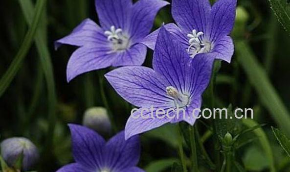 桔梗花花语 桔梗花怎么养 桔梗花的养殖方法-0