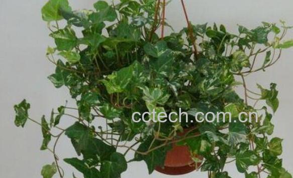 常青藤怎么养殖 常青藤的养殖方法-1