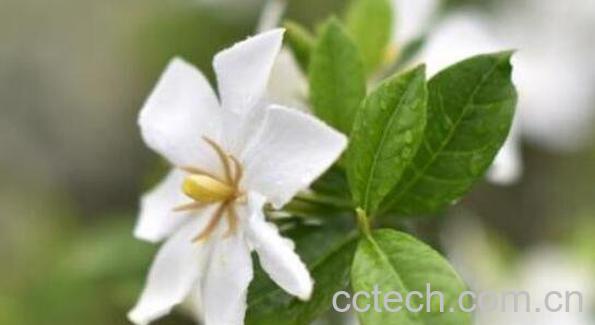 栀子花香水怎么做 栀子花香水的功效与作用-0