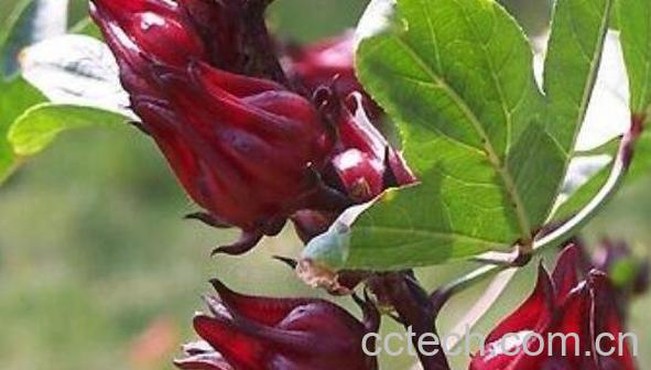 洛神花的功效与作用有哪些-0