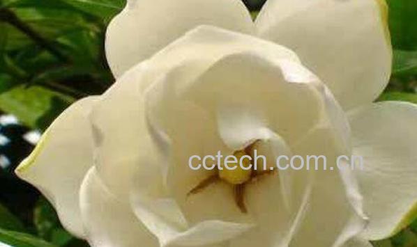 栀子花香水的功效与作用-1