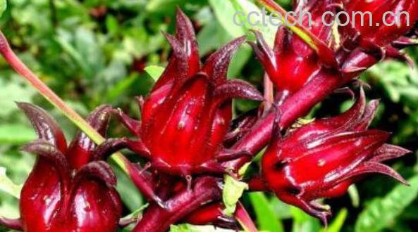 洛神花的功效与作用有哪些-1