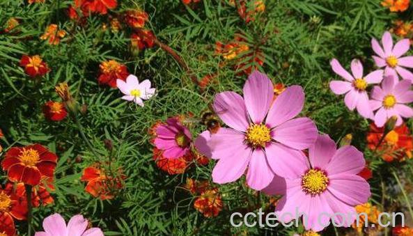 太阳花怎么养 太阳花的养殖方法和注意事项-0