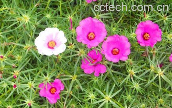 太阳花怎么养 太阳花的养殖方法和注意事项-1