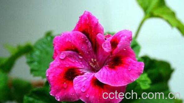 蝴蝶梅为什么不开花 蝴蝶梅花怎样才能开花-0