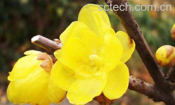 腊梅花怎么养殖 盆栽腊梅花的养殖方法 腊梅盆栽用什么土-0