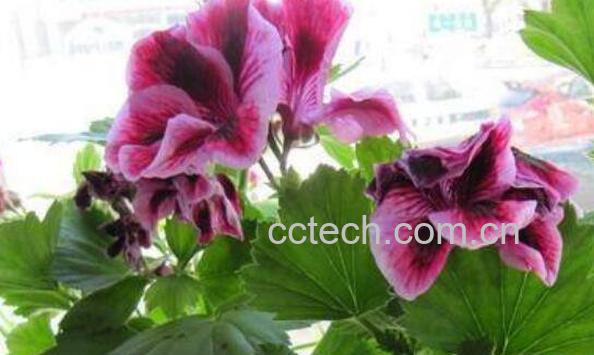 蝴蝶梅为什么不开花 蝴蝶梅花怎样才能开花-1