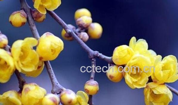 腊梅花怎么养殖 盆栽腊梅花的养殖方法 腊梅盆栽用什么土-1