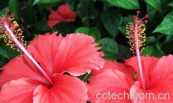  扶桑花怎么养殖 扶桑花的养殖方法和注意事项-0