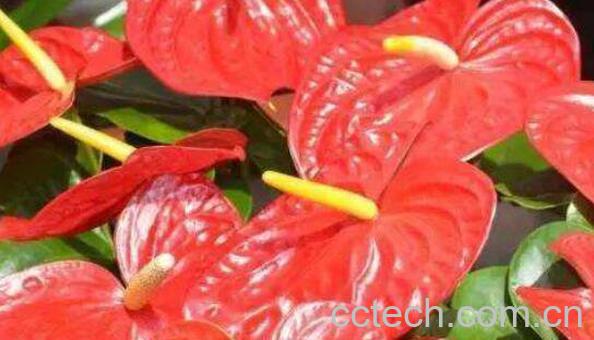 火鹤都开花吗 火鹤花不开花怎么回事-0