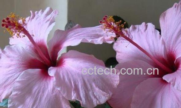  扶桑花怎么养殖 扶桑花的养殖方法和注意事项-1