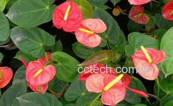 火鹤都开花吗 火鹤花不开花怎么回事-1