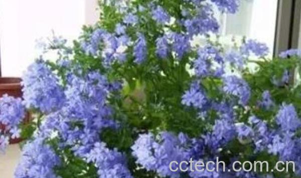 蓝雪花的养殖方法 养殖蓝雪花的注意事项-0