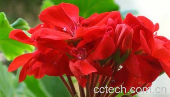 天竺葵怎么养 天竺葵的养殖方法-0