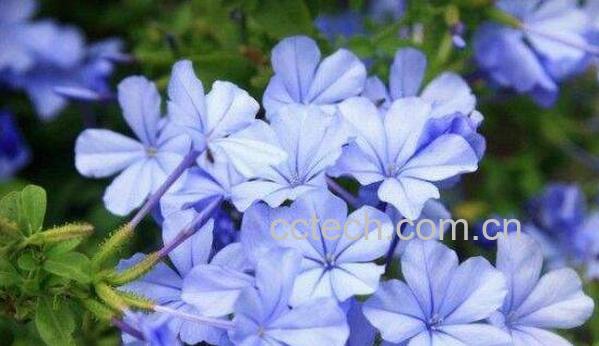 蓝雪花的养殖方法 养殖蓝雪花的注意事项-1