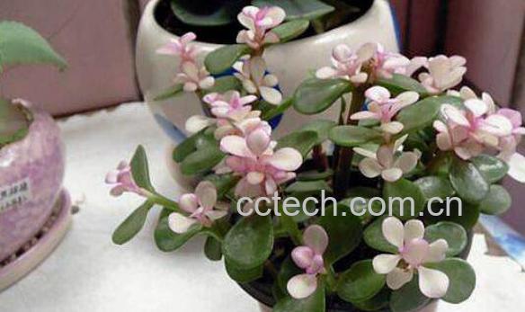 金枝玉叶怎么养 养殖金枝玉叶的注意事项-0