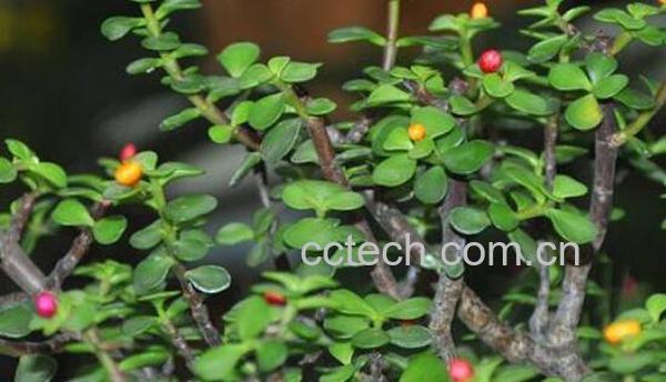 金枝玉叶怎么养 养殖金枝玉叶的注意事项-1