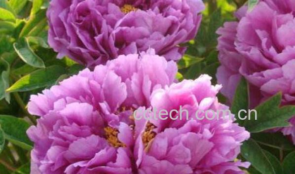 变色牡丹怎么养 变色牡丹的养殖方法和注意事项-0