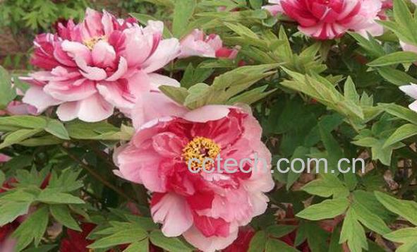 变色牡丹怎么养 变色牡丹的养殖方法和注意事项-1