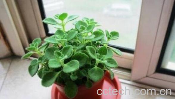 碰碰香怎么养 碰碰香的养殖方法和注意事项-0