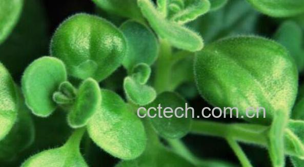 碰碰香怎么养 碰碰香的养殖方法和注意事项-1