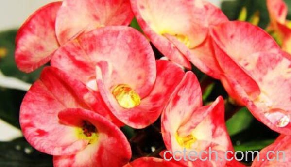 刺梅怎么养殖 刺梅的养殖方法和注意事项-0