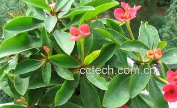 刺梅怎么养殖 刺梅的养殖方法和注意事项-1