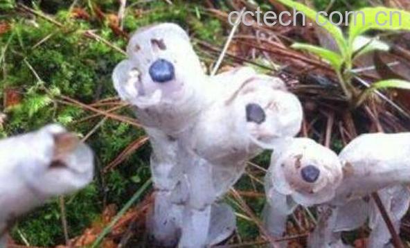 水晶兰花语和图片 水晶兰的药用价值-0