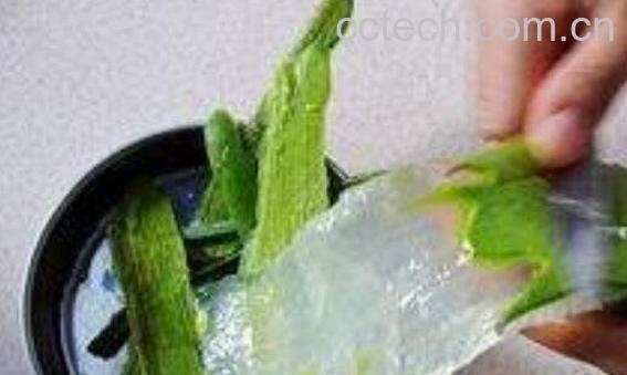 用芦荟擦脸的正确方法 新鲜芦荟可以直接擦脸吗-0