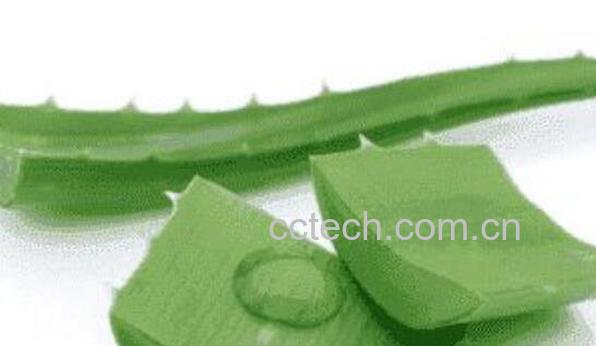 用芦荟擦脸的正确方法 新鲜芦荟可以直接擦脸吗-1