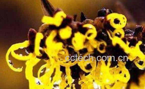 金缕梅的功效与作用 金缕梅对皮肤的作用-0