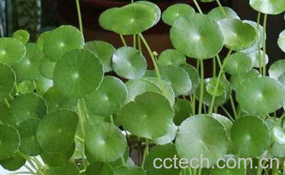 金钱草怎么养殖 金钱草的养殖方法和注意事项-0